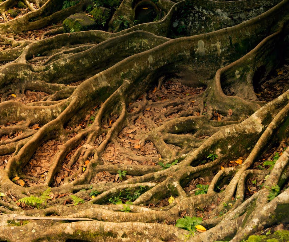 The Addiction Tree: Tracing the Roots and Effects of Addictive Patterns