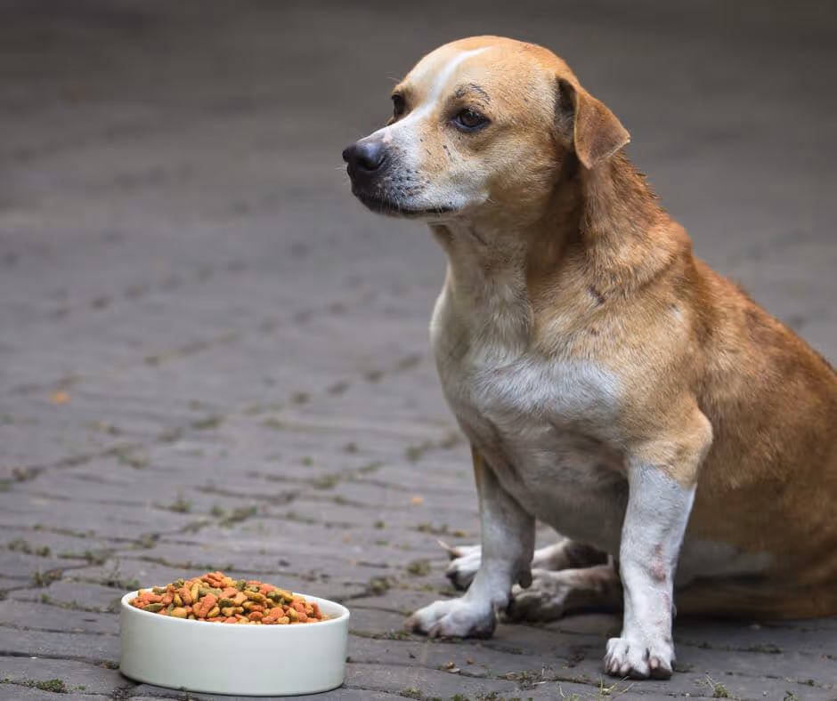 Uses of Diazepam in Veterinary Medicine